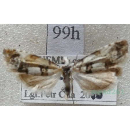 Eucosma campoliliana (Denis & Schiffermüller, 1775) Czech99h